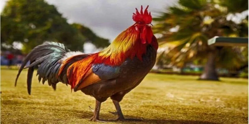 Cách Nuôi Gà Đá Tới Pin chế độ chăm sóc