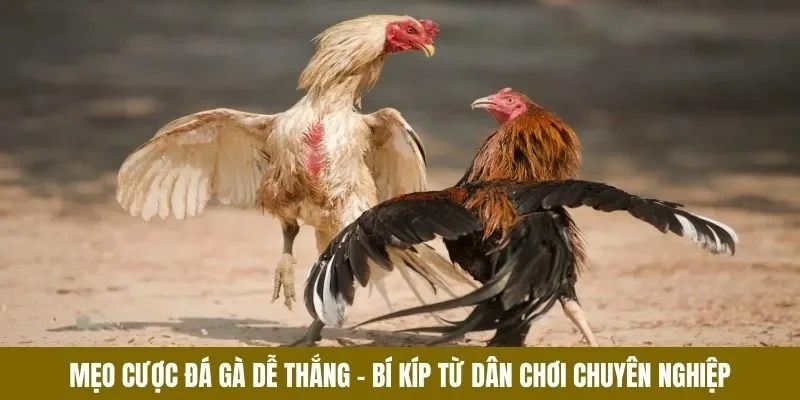Ga6789 – Đá Gà 6789 – Link Truy Cập Ga6789.COM Uy Tín, An Toàn